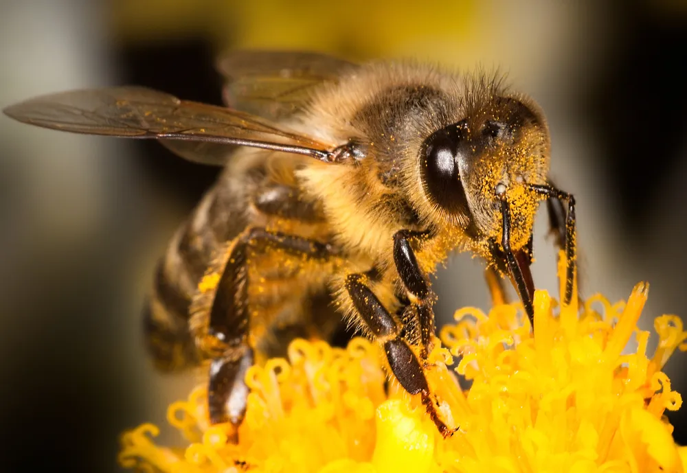 Propolis Extract Could Be Key To Treating Cold Sores