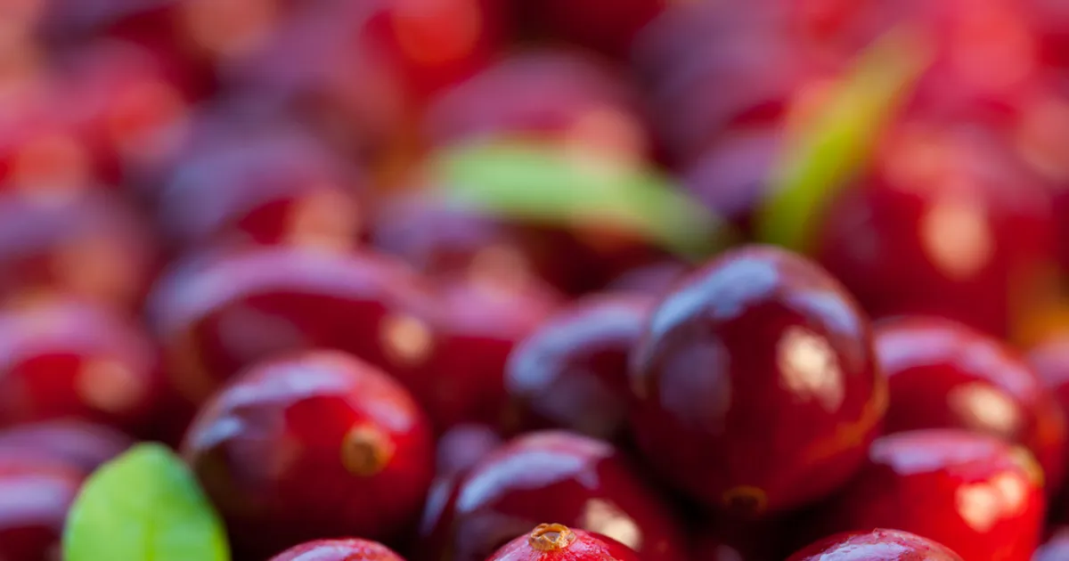 Bladder Infections Might Not Be Prevented by Cranberry Juice Study Says