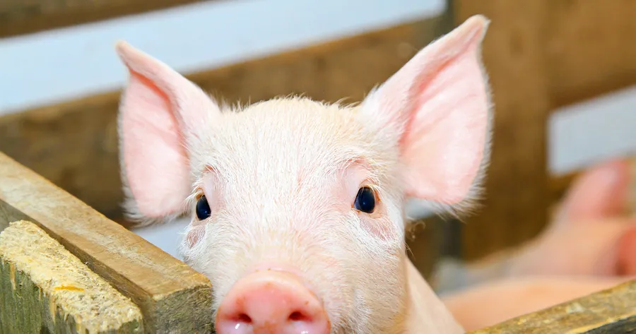 First Pig-To-Human H1N1 Case Found in Ontario