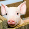 First Pig-To-Human H1N1 Case Found in Ontario