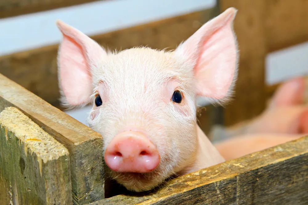 First Pig-To-Human H1N1 Case Found in Ontario