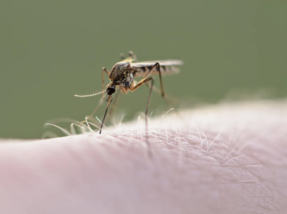 Aerial Spraying Delays Potentially Add to West Nile Virus Epidemic
