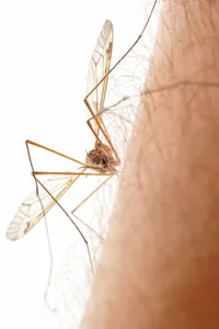 Mosquito-borne virus