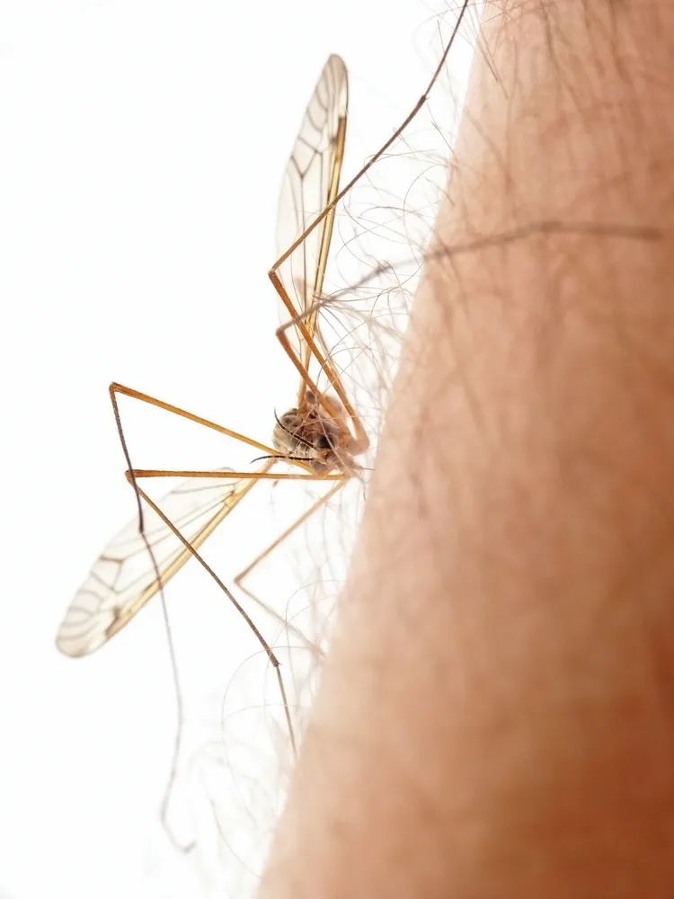 West Nile Virus Remains a Risk This Winter