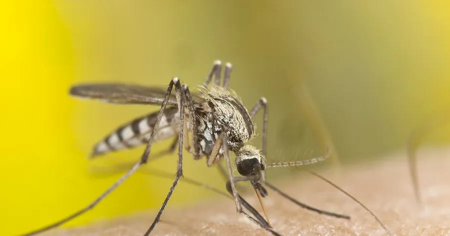 10 wichtige Fakten über Malaria für Reisende