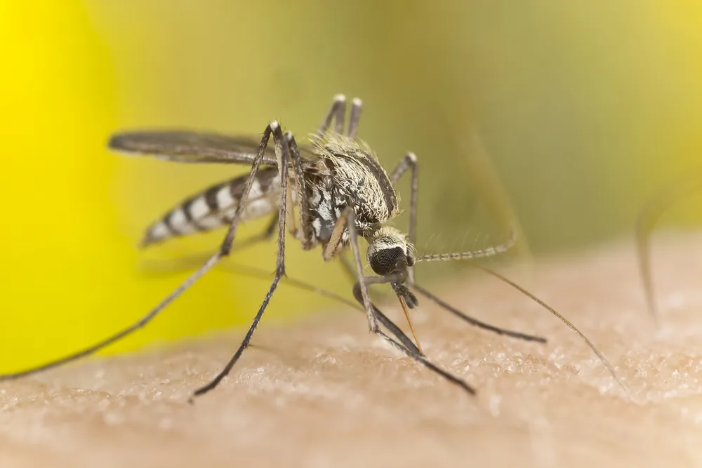 Malaria Outbreak In Greece: Worry Of Re-Establishment