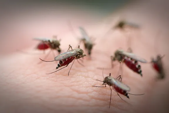 Malaria Vaccine May Have Disappointing Results: Only 30% Effective
