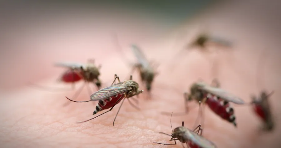 Malaria Vaccine May Have Disappointing Results: Only 30% Effective