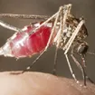 10 Segni del Virus del Nilo Occidentale