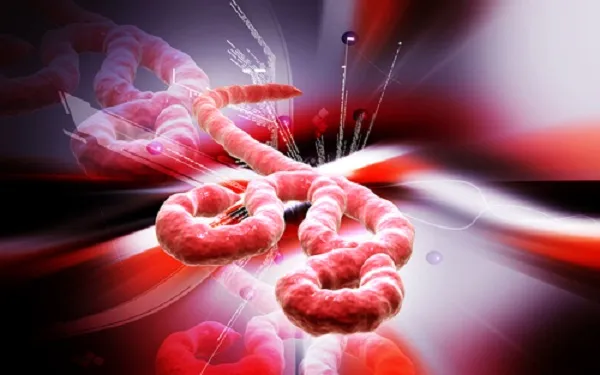 Ebola Virus Could Mutate And Become Airborne: Danger For Cross Species Transmission