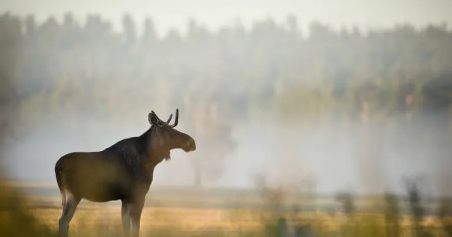 Case of Mad Moose Disease Discovered in Alberta