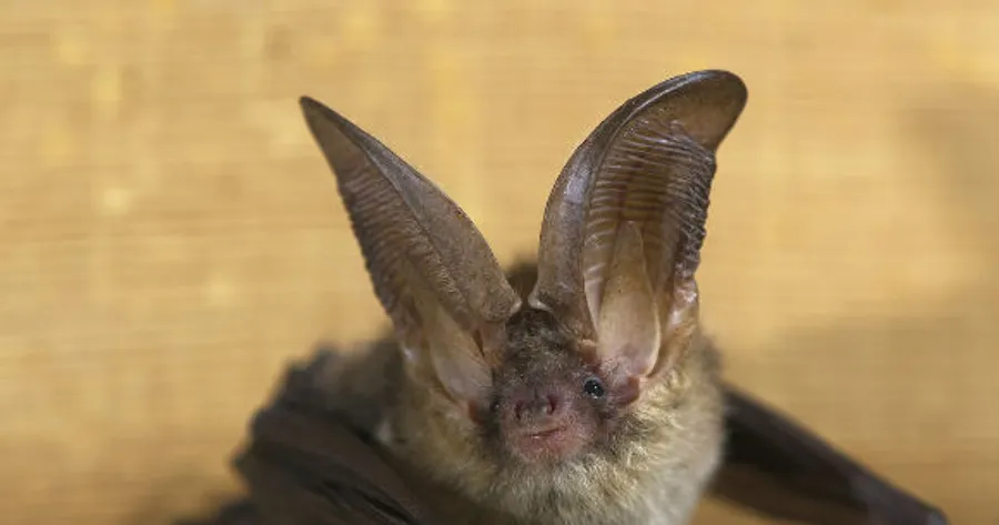 White-Nose Syndrome Hits P.E.I. Bat Population