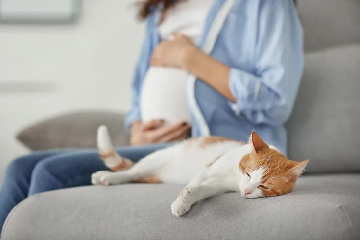 Cat ammonia and store pregnancy