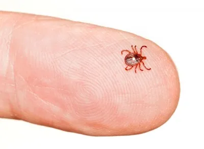 scabies 10