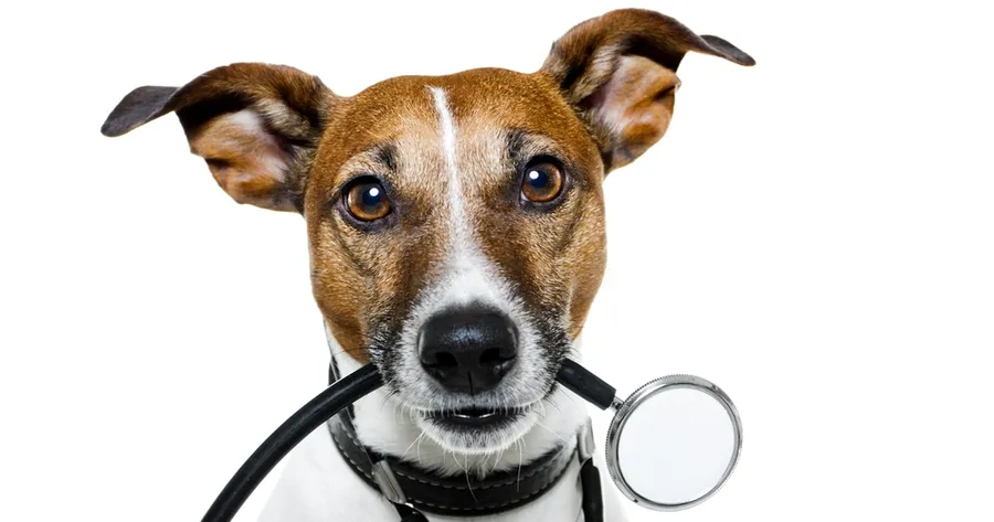 8 choses à savoir sur la grippe caninemascotas