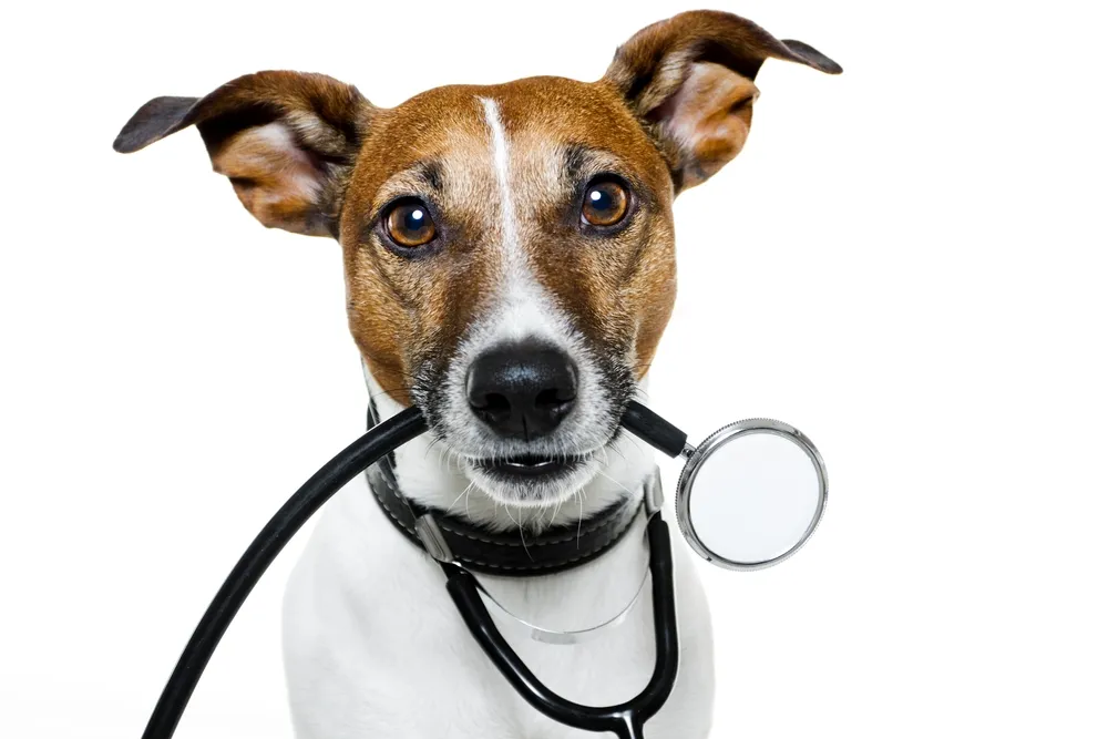 Doce razones convincentes de salud para tener un perro
