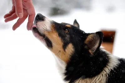 dog 8