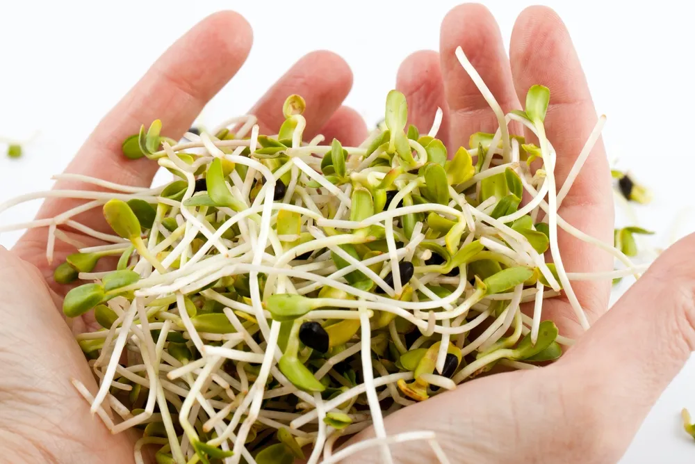 Productos germinados… ¿Son saludables?