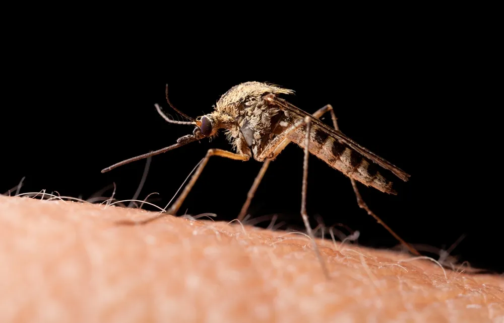 Bill Gates Draws Attention to “Mosquito Week”