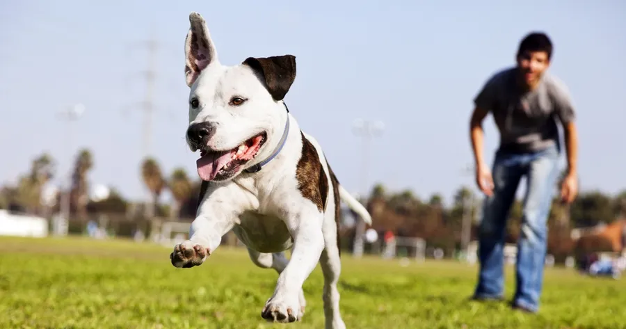 What to Know Before Visiting the Dog Park