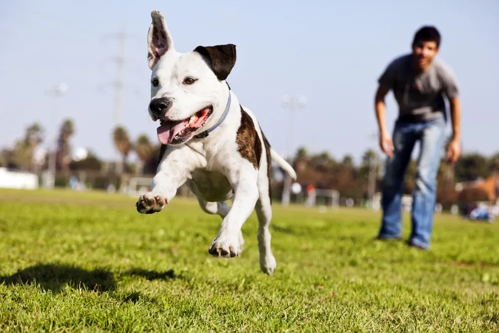 What to Know Before Visiting the Dog Park