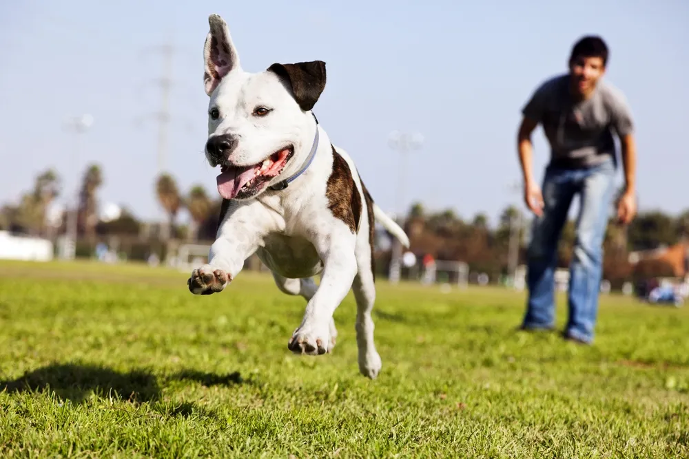 Votre animal de compagnie vous donne la santé !