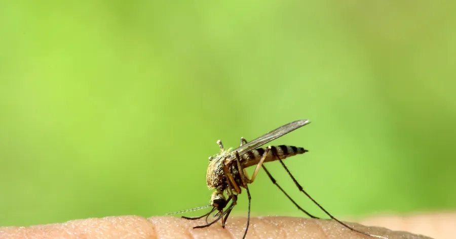 New Mosquito-borne Virus Spreading North to U.S.