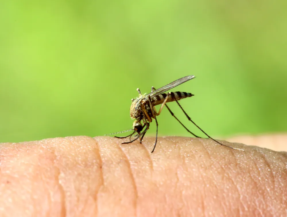 New Mosquito-borne Virus Spreading North to U.S.