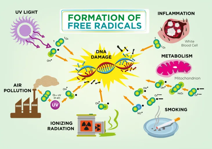 Formation of free radicals diagram