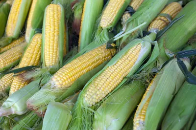 corn