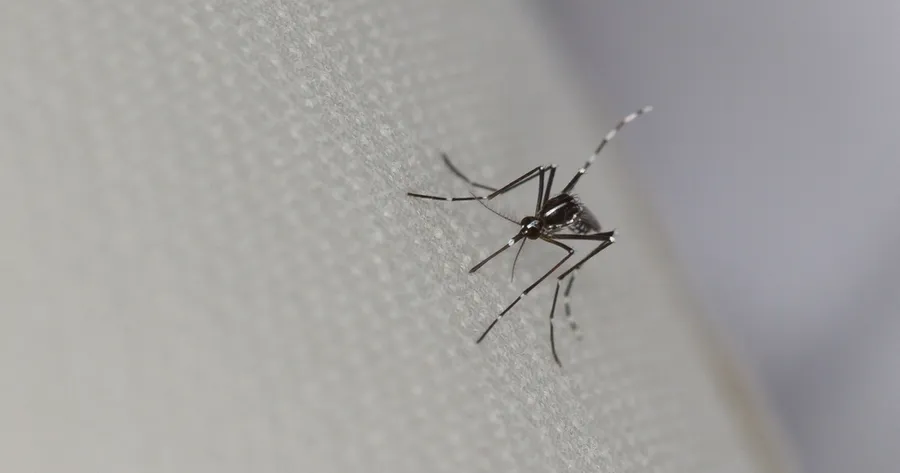 Florida Man Diagnosed with Debilitating Chikungunya Disease