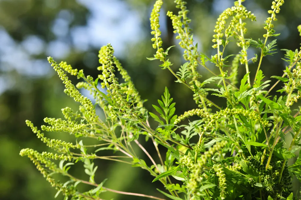 Waging War on Ragweed Allergies