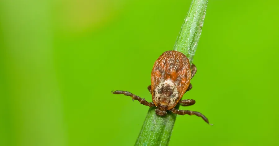 Deadly Rocky Mountain Spotted Fever Can Spread in Ten Minutes, Study Shows
