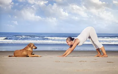 Im Kreuzberger Altbaucharme im Yellow Yoga in den herabschauenden Hund  gehen