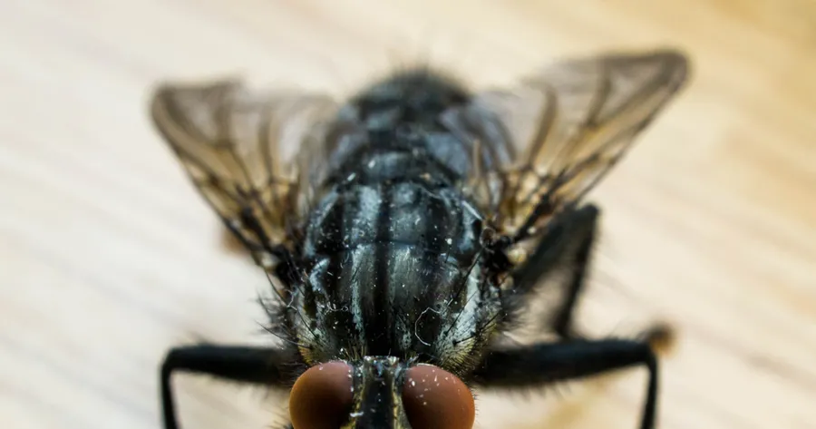 Housefly Study Could Help Us Understand Human Illness