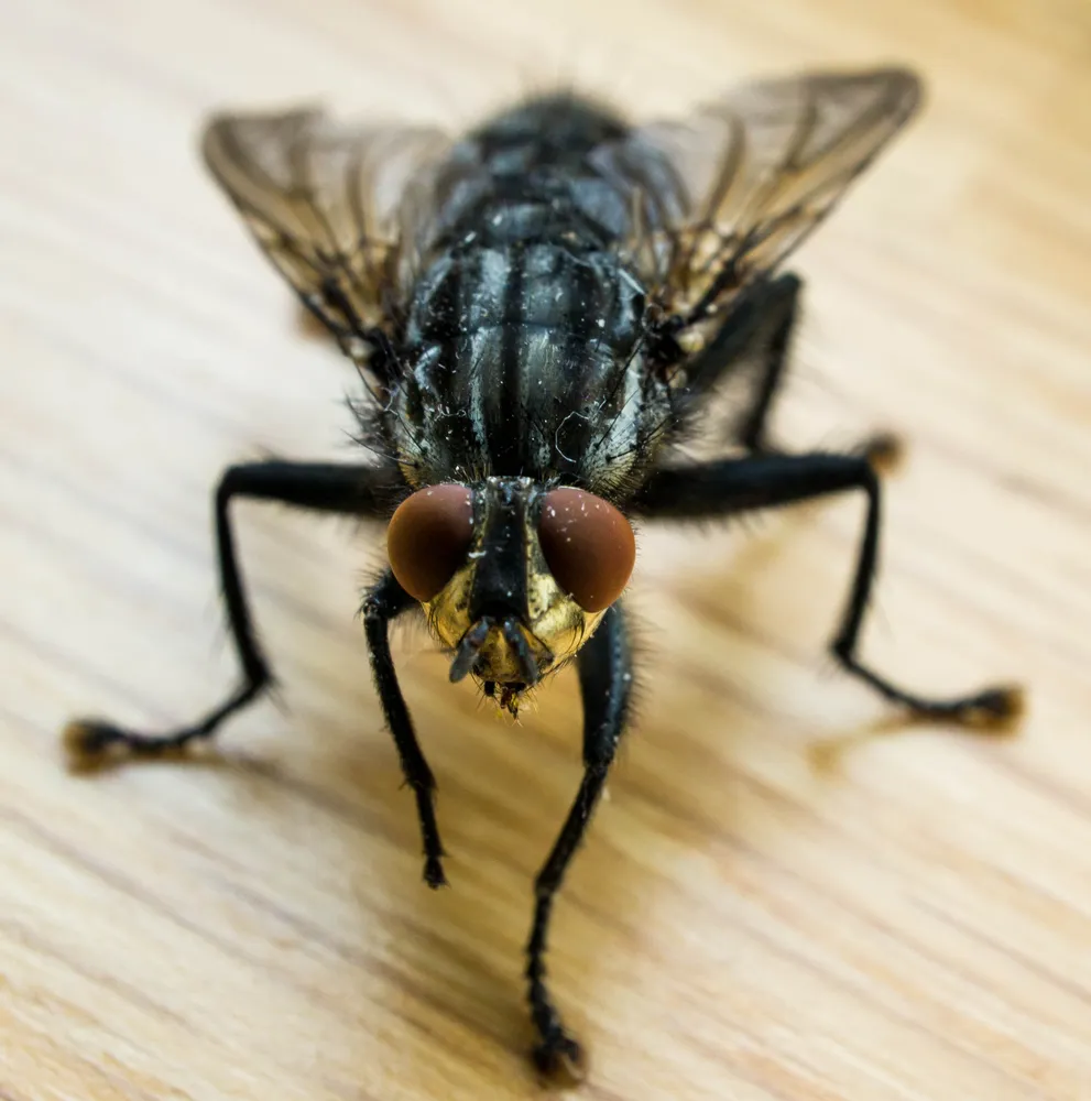 Housefly Study Could Help Us Understand Human Illness