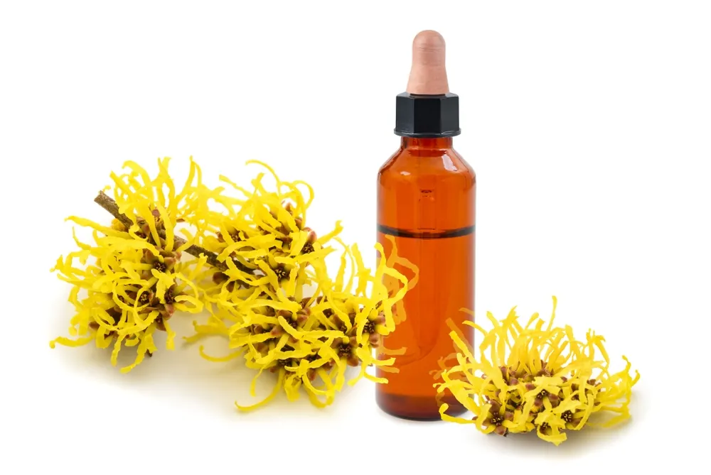 Magical Uses for Witch Hazel