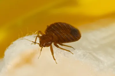 Bed bugs o cimici da letto - come evitarle. - Praticamente in viaggio