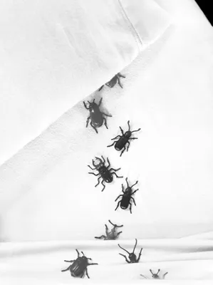 Bed bugs o cimici da letto - come evitarle. - Praticamente in viaggio