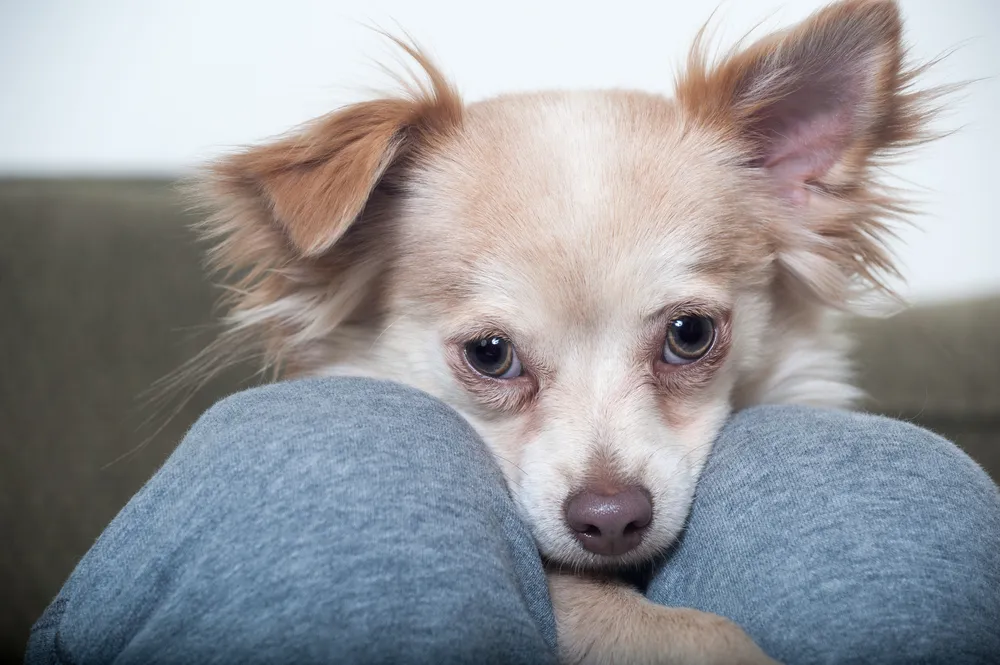 Dogs Can Recognize Human Emotions, Study Suggests