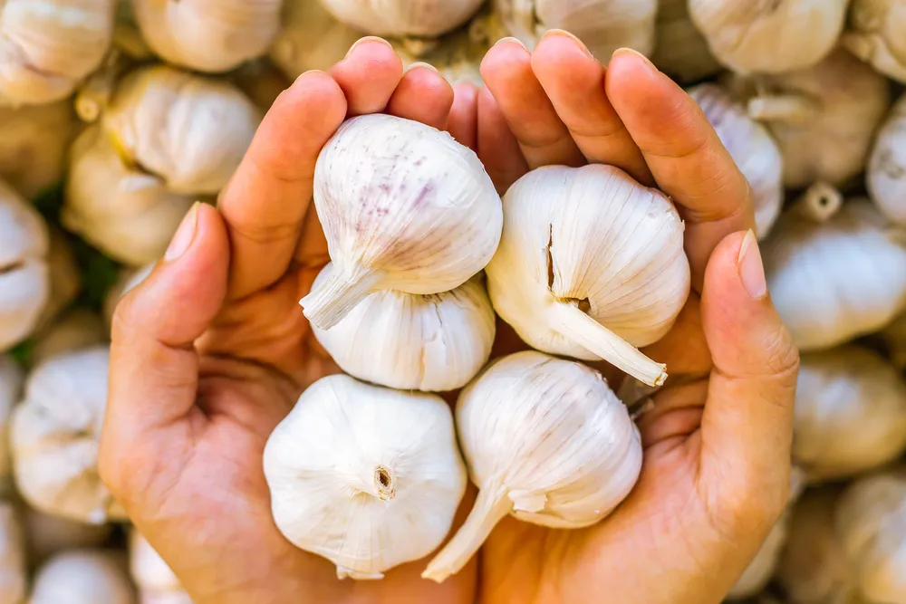 The Incredible Health Benefits of Garlic