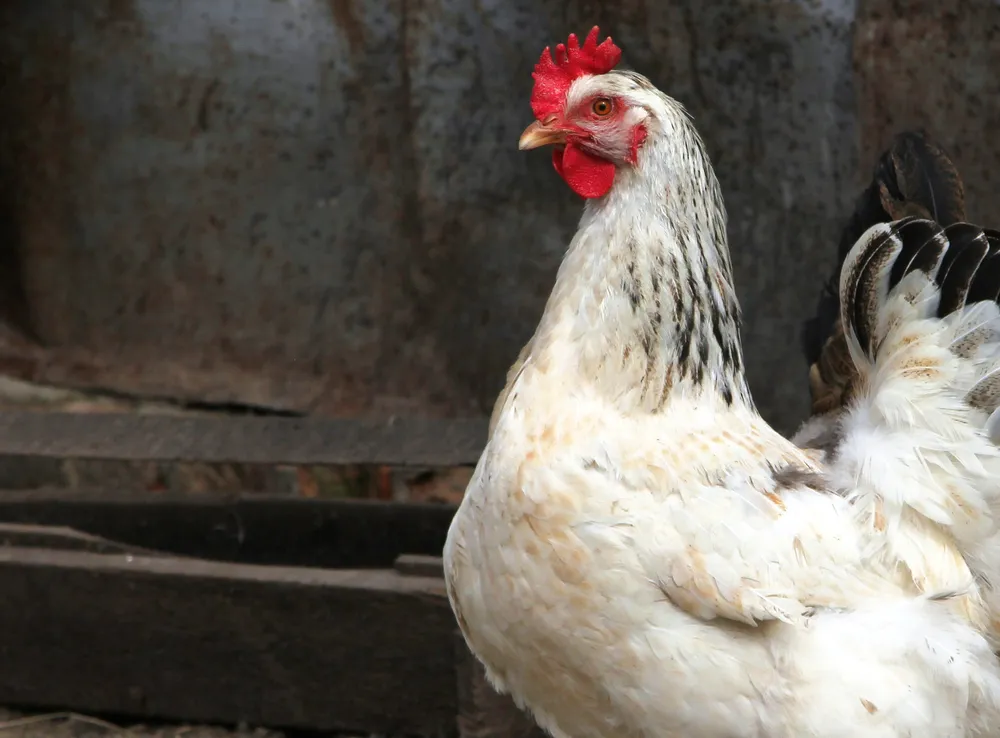 Avian Flu Ravaging Turkey Flocks Across U.S., Canada