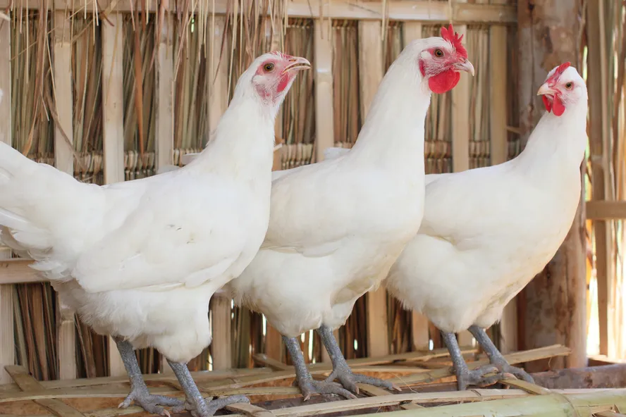 Bird Flu Outbreak Causing Poultry Prices to Skyrocket