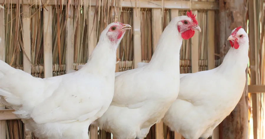 Bird Flu Outbreak Causing Poultry Prices to Skyrocket