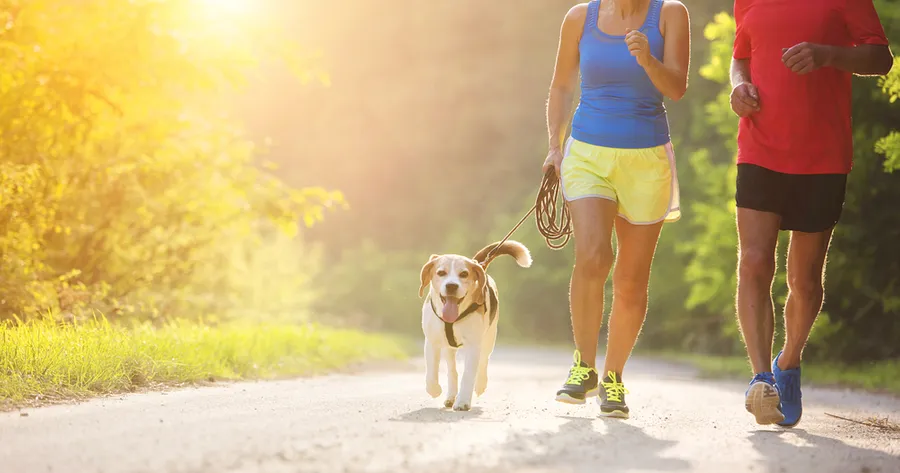 Tips For Summer Exercise With Your Dog