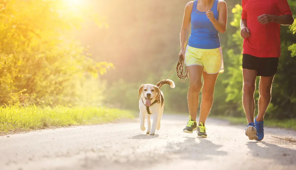 Tips For Summer Exercise With Your Dog