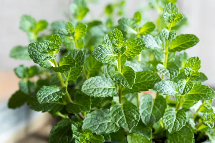 Des plantes anti-moustiques pour profiter de l'extérieur