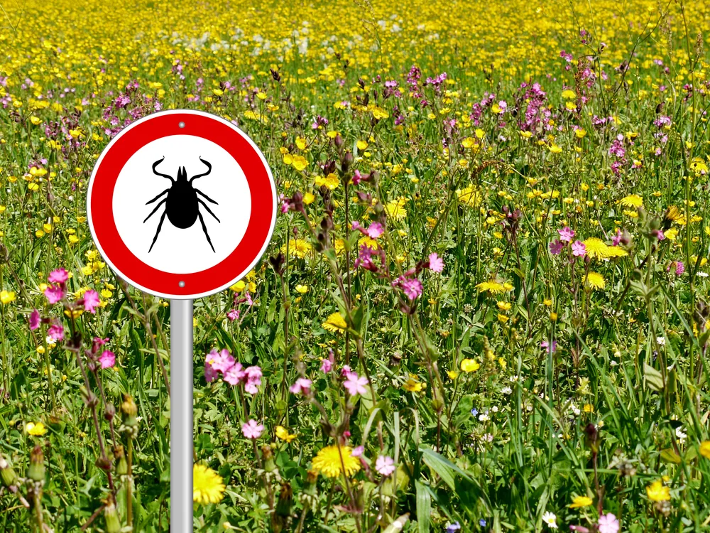 6 Ways to Avoid Summer Tick Bites While Hiking