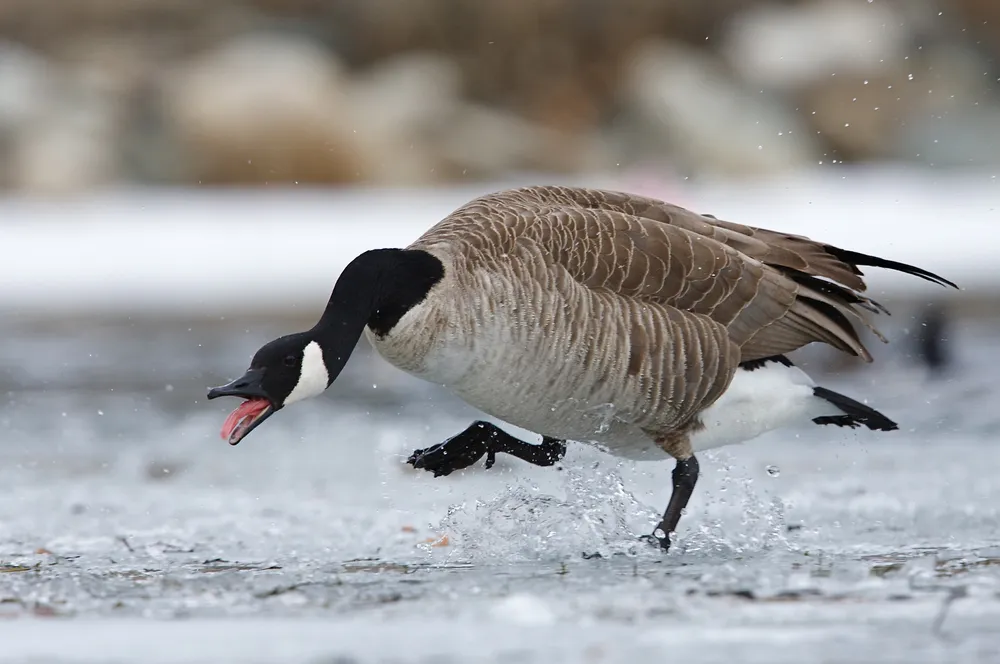 Bitte nicht die Enten füttern!