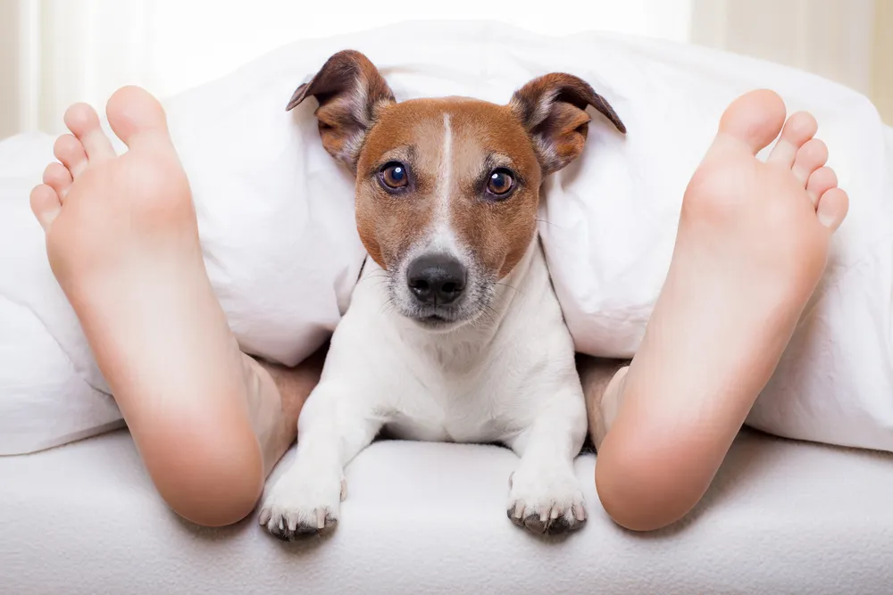 Doce cosas que debería evitar antes de dormir